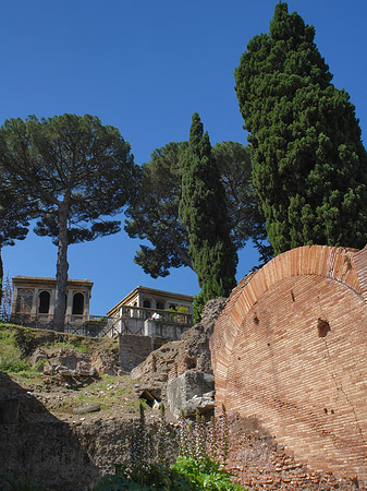 Bäume im Forum Romanum Fotos