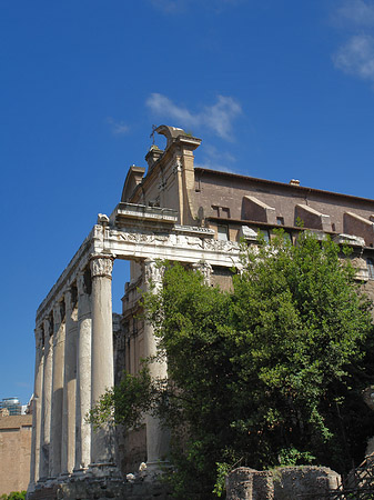 Fotos Tempel des Antoninus Pius und der Faustina