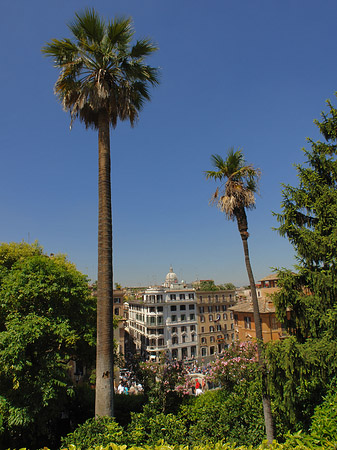 Fotos Palme an der Spanischen Treppe