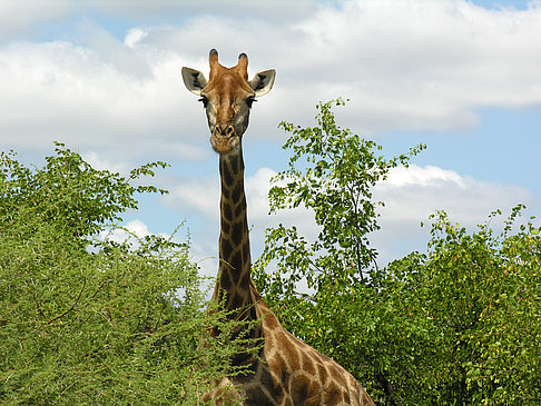 Foto Giraffe