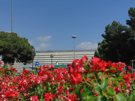 Foto Blumen am Bahnhof - Rom