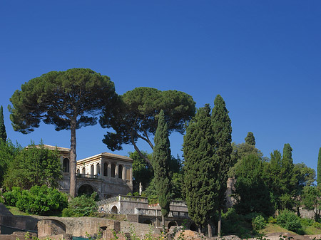 Bäume im Forum Romanum Fotos