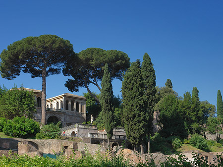 Fotos Bäume im Forum Romanum