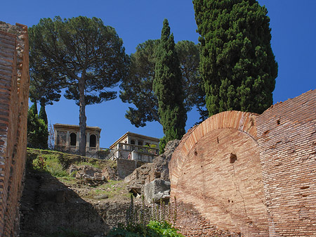 Foto Bäume im Forum Romanum - Rom