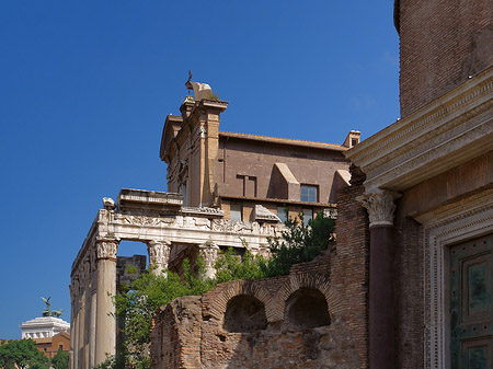 Fotos Tempel des Antoninus Pius und der Faustina