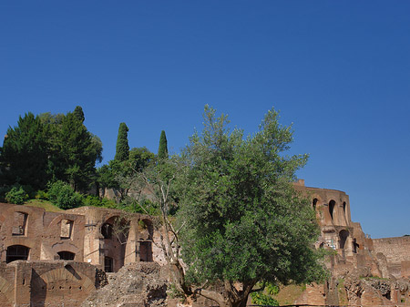 Fotos Tempel der Vesta