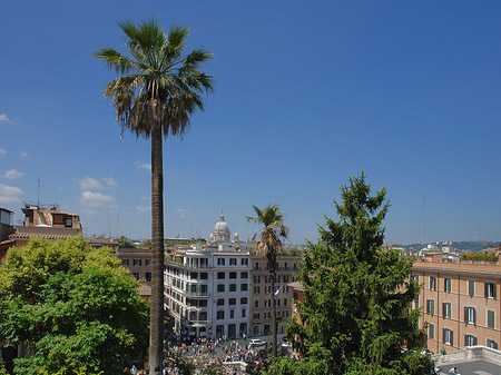 Palme an der Spanischen Treppe